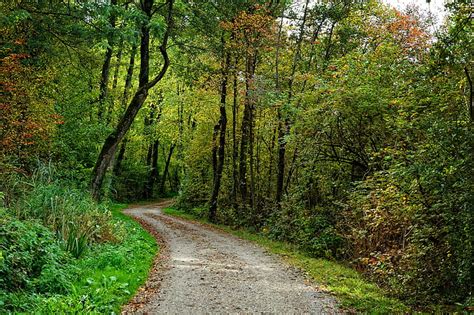 Royalty Free Photo Road Between Green Leafed Trees During Daytime