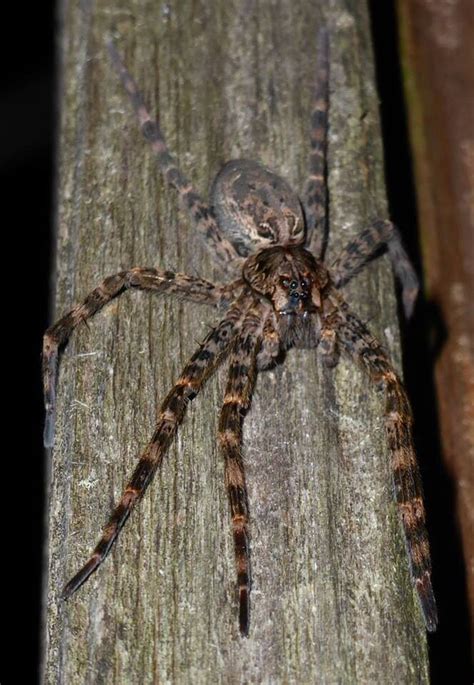 Wolf Spider Michigan Yikes Pinterest Wolves Michigan And The