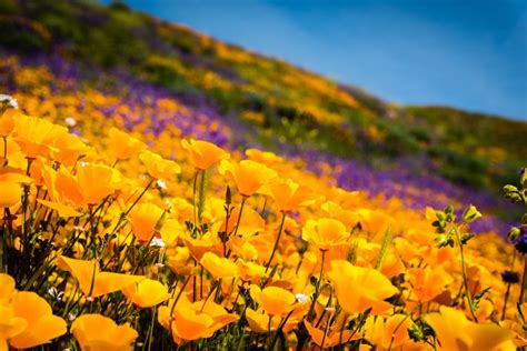 As Stunning Super Blooms Spring Up Tourists Often Get Carried Away