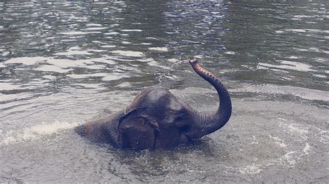Maybe you would like to learn more about one of these? This Elephant was having a fun time in the water. Taken in Bali, Indonesia (With images ...