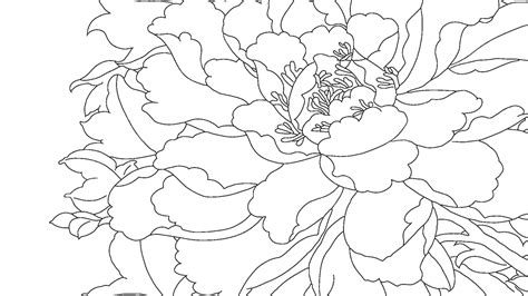 Vector Peony Lineart Line Drawing Wing Drawing Ear Drawing Peony