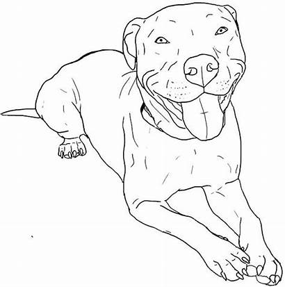Pitbull Coloring Dog Puppy Drawing Adult Printable