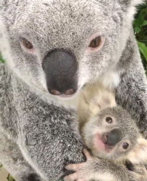 Oooooh Whats Cuties Cute Funny Animals Animals And Pets Koala
