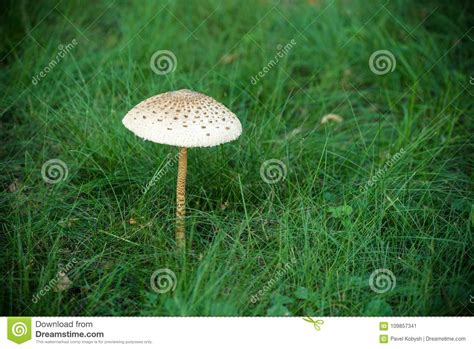 A Big White Mushroom Glow Alone On Green Grass In A Park Of Tropical