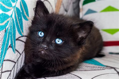 Fluffy Black Kittens With Blue Eyes