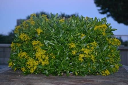 Moringa tree leaves yellow mainly when they couldn't absorb the essential roots, this can happen due to many reasons. Beautiful Examples | Aardvark Plant Leasing