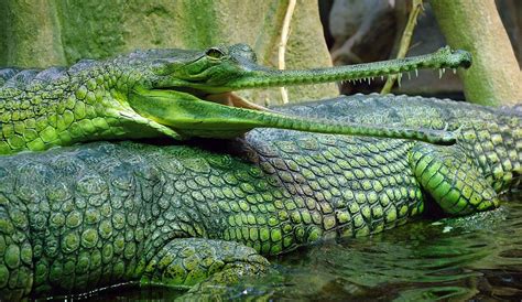 Гавиал Крокодилы Животные Рептилии