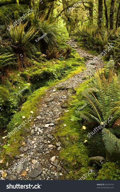 Stone Path Through Dense Ancient New Zealand Forest Stock