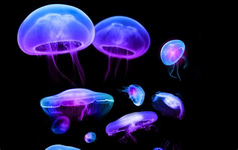 Neon Jellyfish Wallpapers Top Free Neon Jellyfish Backgrounds