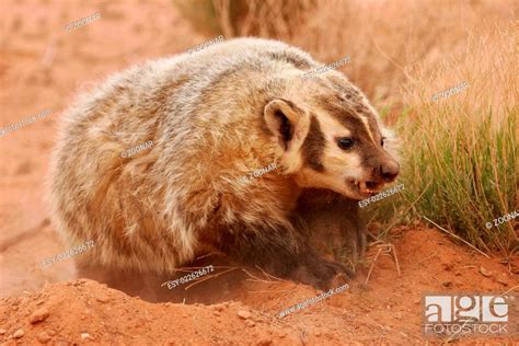 American Badger Taxidea Taxus Digging Ground Stock Photo Picture