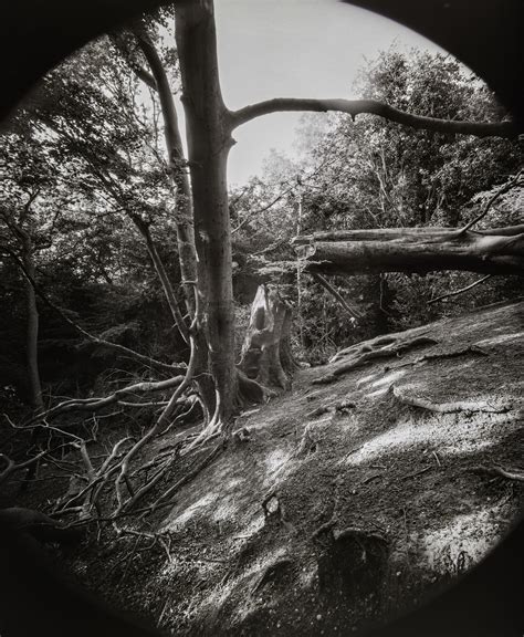 Broken Tree ⏺ Paul Nechifor Photography