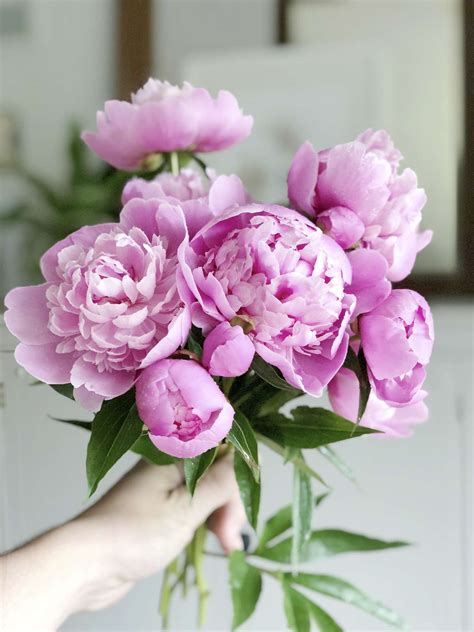 Peony Flower How To Care For Peonies Grace In My Space