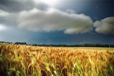 Storm Over Ripening Wheat Photograph By Eric Benjamin Fine Art America