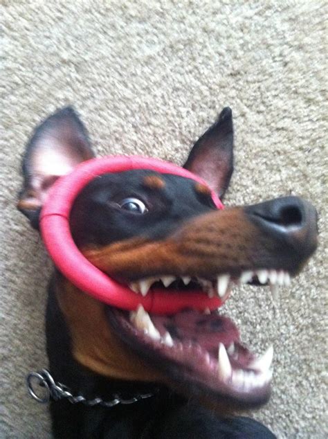 24 Reasons Dobermans Are Truly Scary Dangerous Dogs