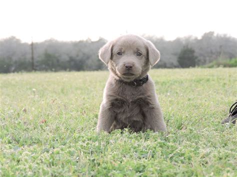 Silver Lab Puppies For Sale 2 24 2020 Silver Labs For Sale Dog