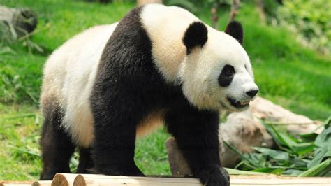 10 Facts About The Giant Panda