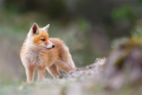 Cute Red Fox Photograph By Roeselien Raimond