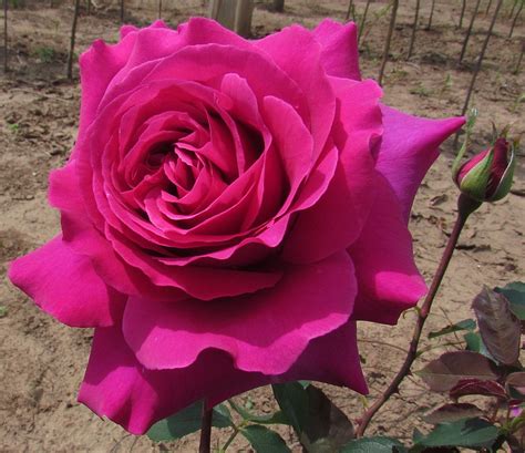 Brindabella Purple Prince Shrub Rose One Of The Worlds Most Fragrant