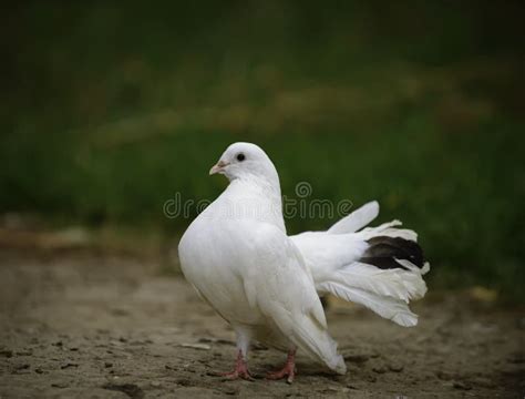 White Dove Stock Photo Image Of Spirituality Courtyard 26750992