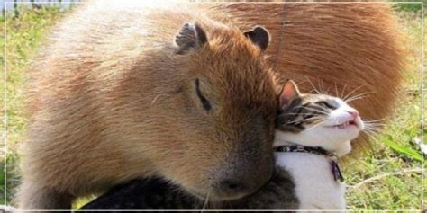 Do Capybaras Love Cats Capybaras And Cat Relationship Explained