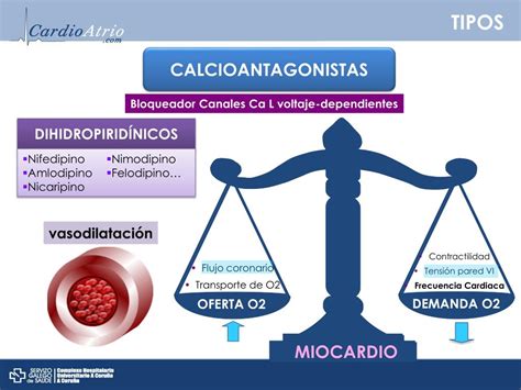 Ppt Calcioantagonistas E Ivabradina Powerpoint Presentation Free