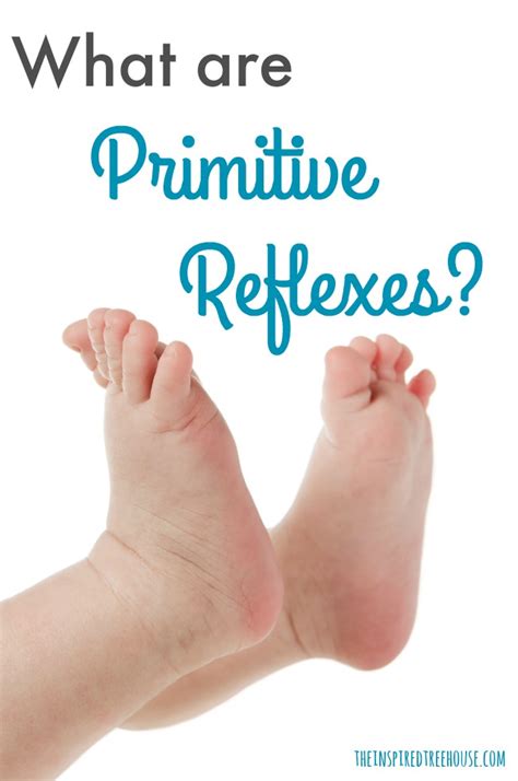 Primitive Reflexes The Basics