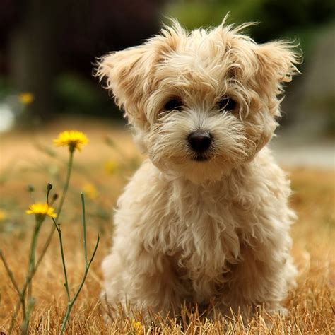 Cute Little Dog Wallpaper - 1024x1024