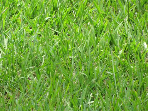 Bahia grass is a good low input warm season lawn and pasture grass. The 5 Best Grass Types for Tallahassee, FL Lawns - Lawnstarter