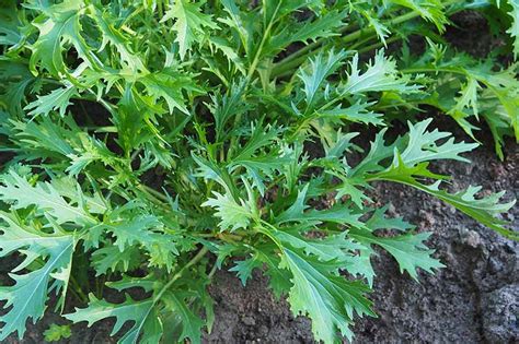 How To Grow Mizuna Asian Mustard Greens Gardeners Path