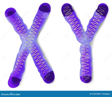 Sex Chromosome X And Y Stock Vector Illustration Of Microscope