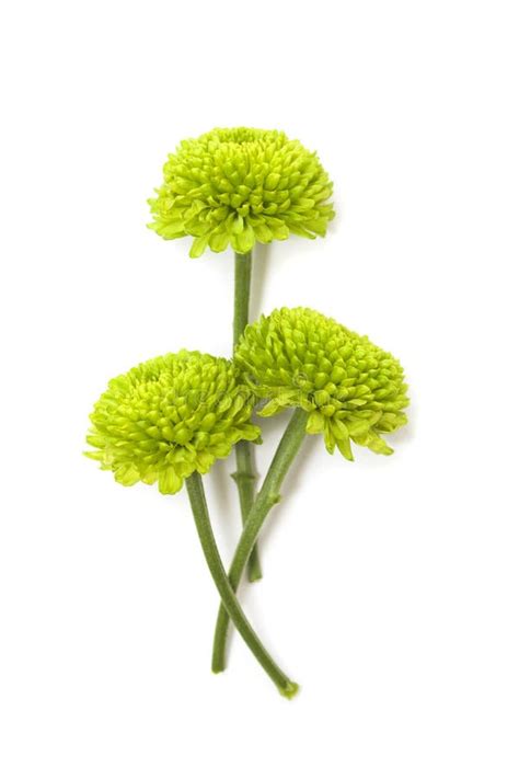 Green Chrysanthemum Flowers Stock Photo Image Of Spring