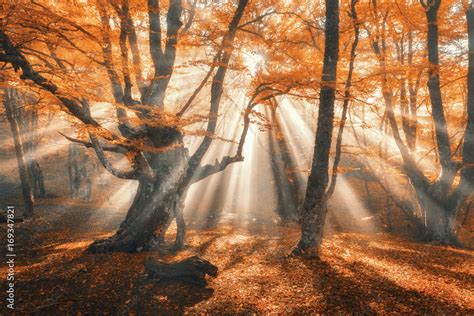 Magical Autumn Forest With Sun Rays In The Evening Trees In Fog