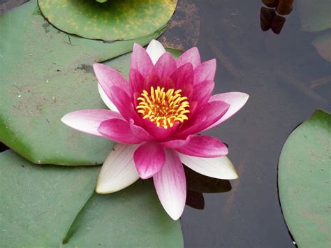 Pink Lotus Flower Meaning And Symbolism Mythologiannet