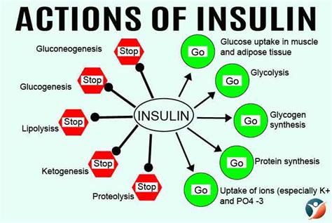 Insulin is a hormone produced by the pancreas that has a number of important functions in the human body, particularly in the control of blood glucose levels and preventing hyperglycemia. What is Insulin? - Function, Types, Dose, Side Effects ...