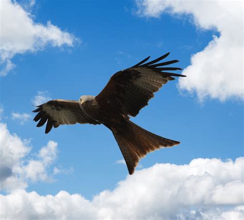 Bird Red Kite Flying Free Stock Photo Public Domain Pictures