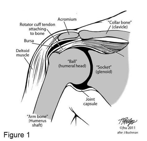 The primary stabilizers of the shoulder include the biceps brachii on the anterior side of the arm, and tendons of the rotator cuff; Failed Rotator Cuff Repairs | Johns Hopkins Department of ...