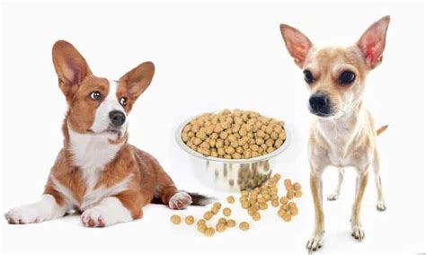 Wild earth dog food review. Wild Earth Dog Food Review Vegan Perfection? - Woof Whiskers