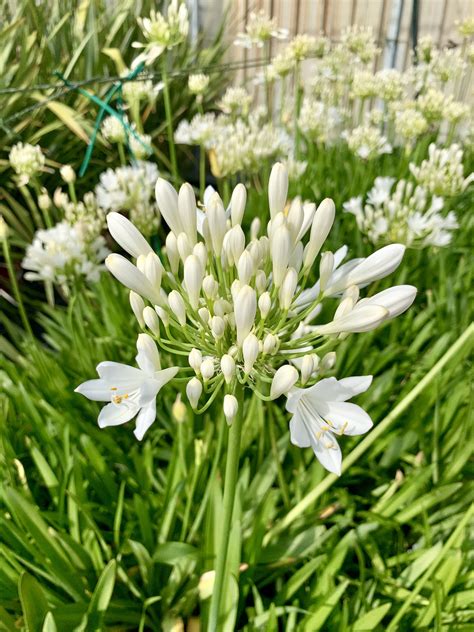 Agapanthus Africanus Albus Viveros Angel