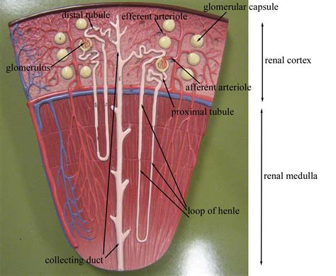 The kidneys' function is dependent on a constant blood supply, so interruptions in the blood flow to the kidneys may result in tissue death and loss of kidney function. Kitty Tubes - Digestive System, Reproductive System, and Urinary System: Human Kidney and ...