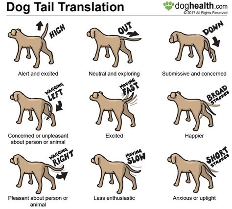 Tail Waging Chart Asheville Dog Company Dog Trainer Dog Training