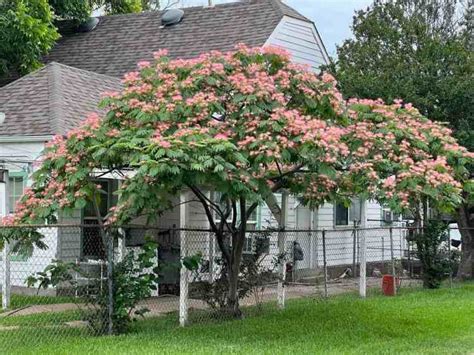 Growing A Mimosa Tree The Fuzzy Pink Flower Tree Gardening Channel