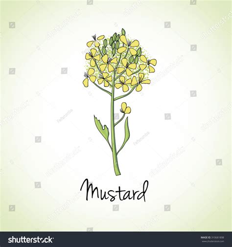 Mustard Flower Kitchen Hand Drawn Herbs And Spices Health And Nature