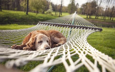 If you are a dog owner, having a safe and clean place to run your dog is a daily concern. animals, Pet, Dog, Sleeping, Nature, Park, Trees, Grass ...