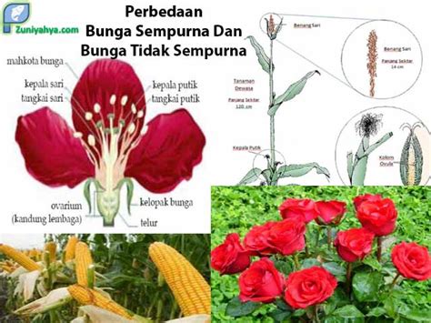Contoh Bunga Lengkap Dan Tidak Lengkap – Berbagai Contoh