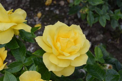 Yellow Roses Free Stock Photo Public Domain Pictures