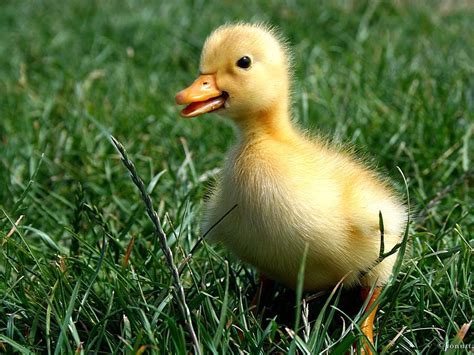 A Baby Duck In The Grass Cute Ducklings Animals Pet Birds