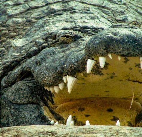 Saltwater Crocodile Vs Nile Crocodile Facts All The Differences