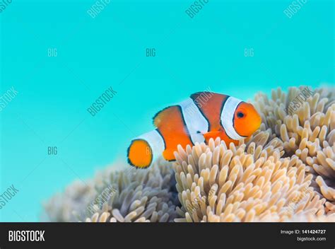 Common Clownfish Green Image And Photo Free Trial Bigstock