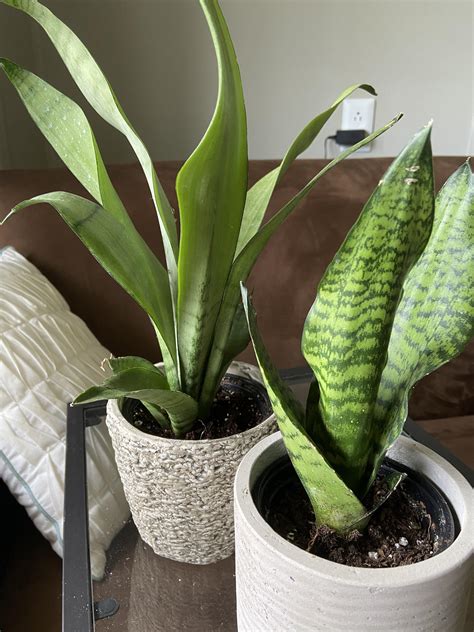 Hi I Have Two Snake Plants But Im Not Sure What Type They Are R