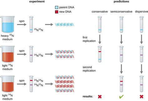 DNA Replikation Mikrobiologie Razberem